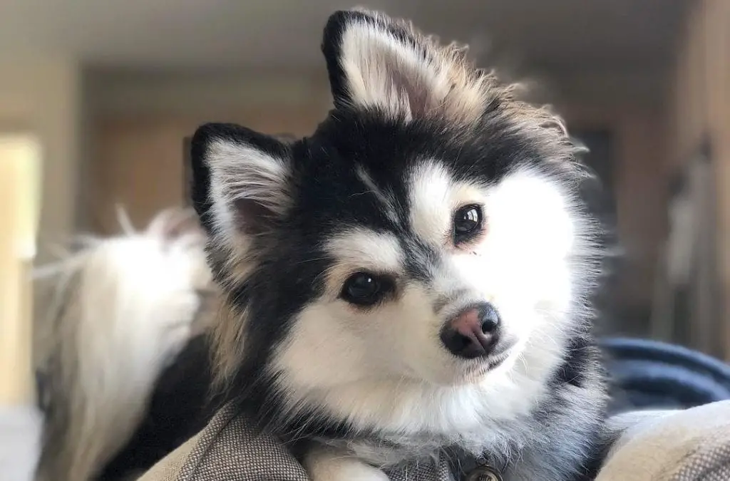 Pomsky - 12 Surprising Facts About Pomeranian Husky Mix