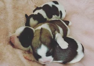 new born shorkie puppies