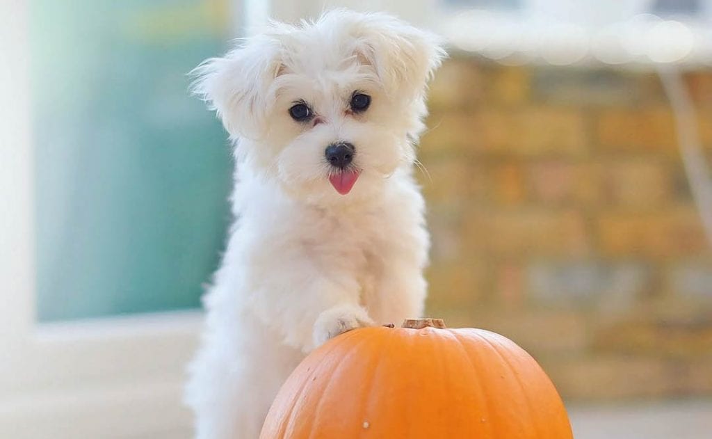 miniature maltese dog