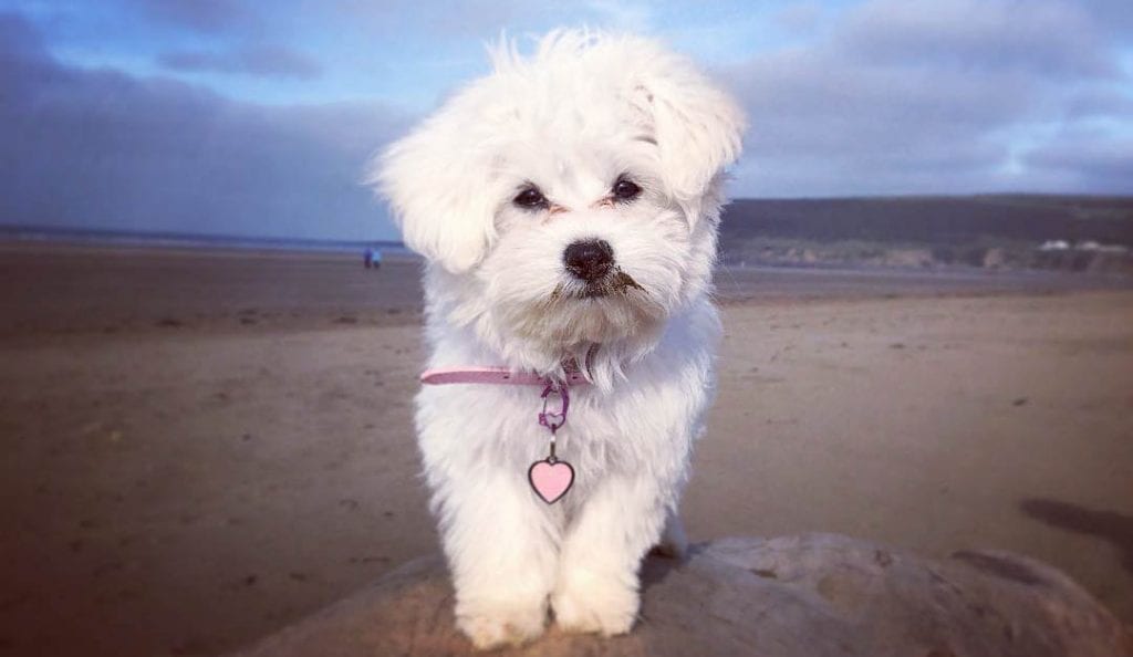 Teacup Maltese 12 Surprising Things to Know Before Adopt