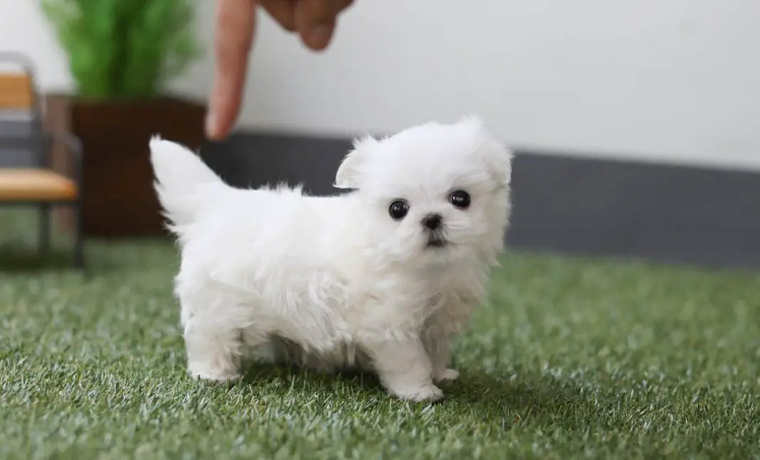 raza de perro de taza de té