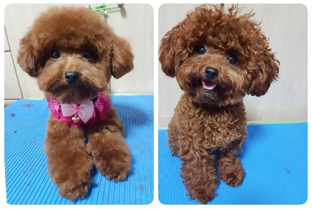 poodle haircuts styles