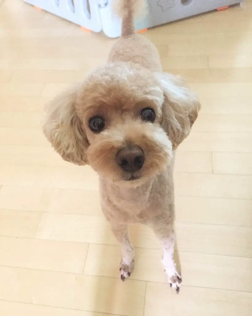 poodle haircuts styles