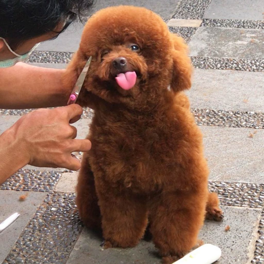 short poodle haircuts