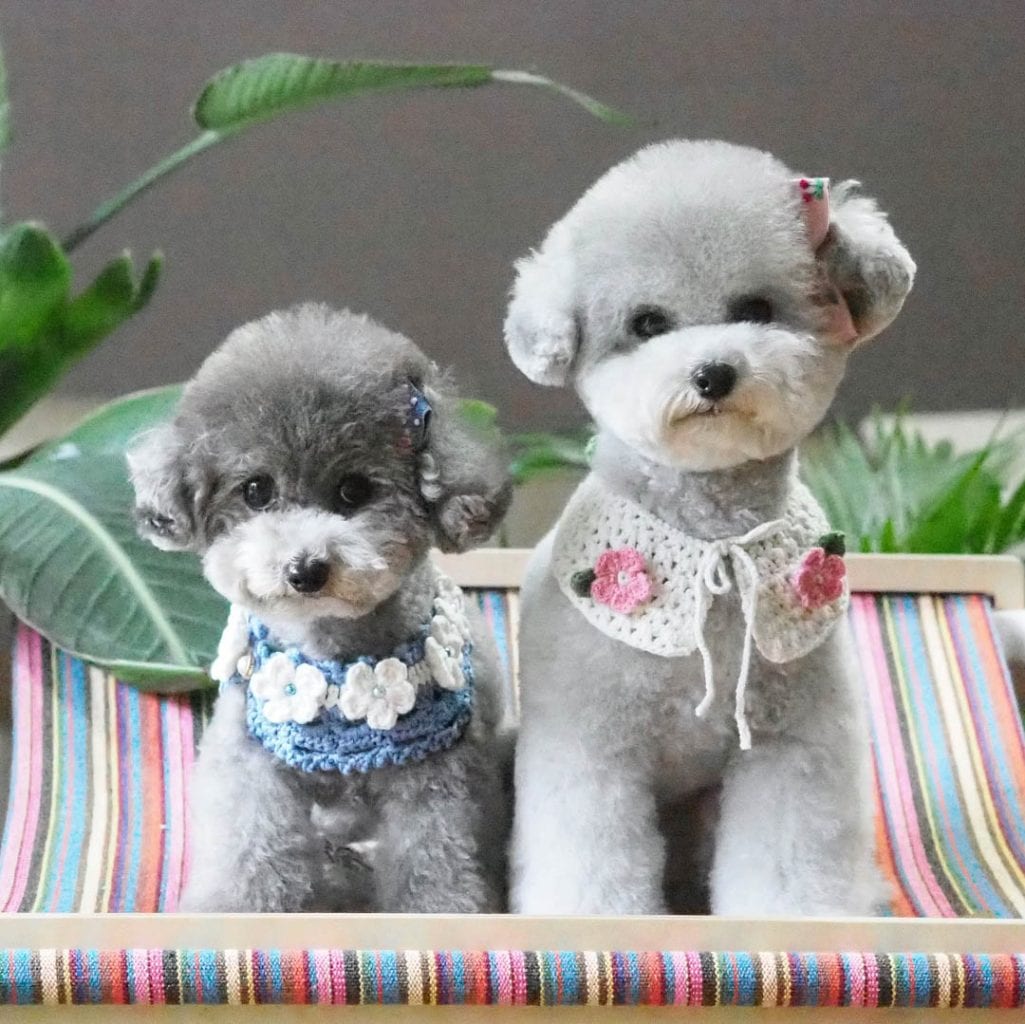 toy poodle haircuts