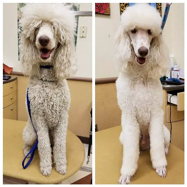 poodle haircuts pictures