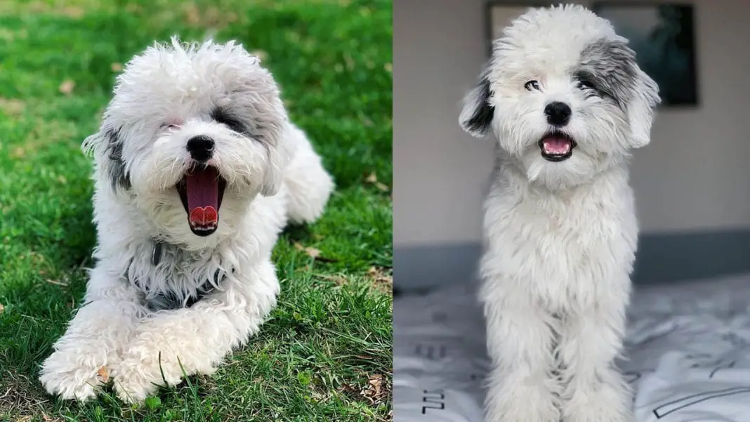 Sheepadoodle 10 Amazing Things You Should Know Before Adopt