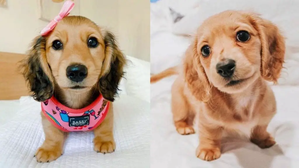 amazing-things-about-dachshunds