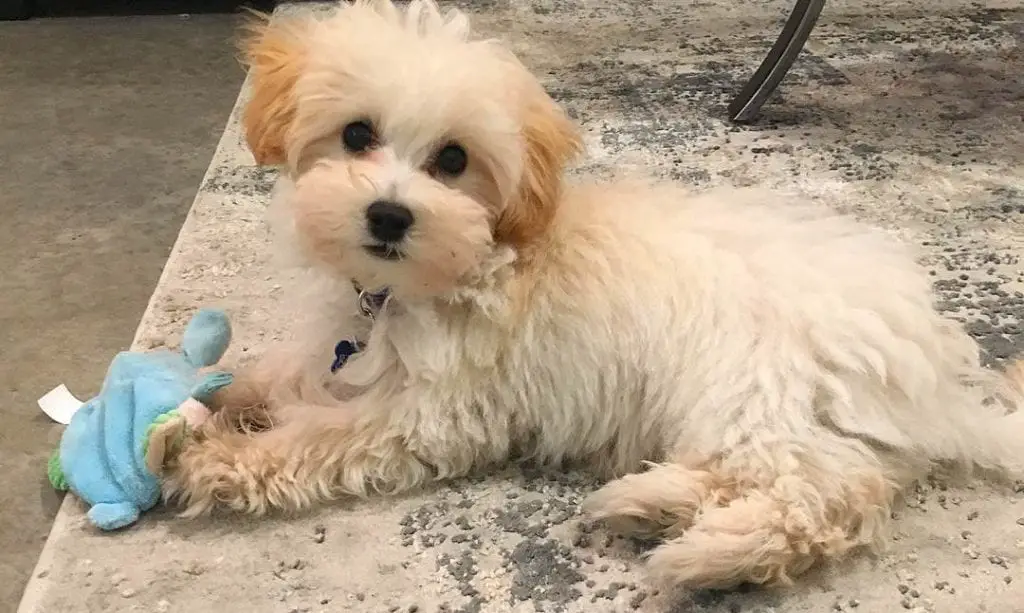 teacup maltese poedel mix