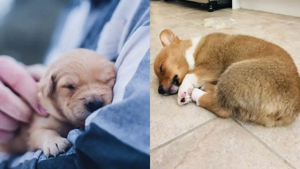 Dog-Sleeping-Positions