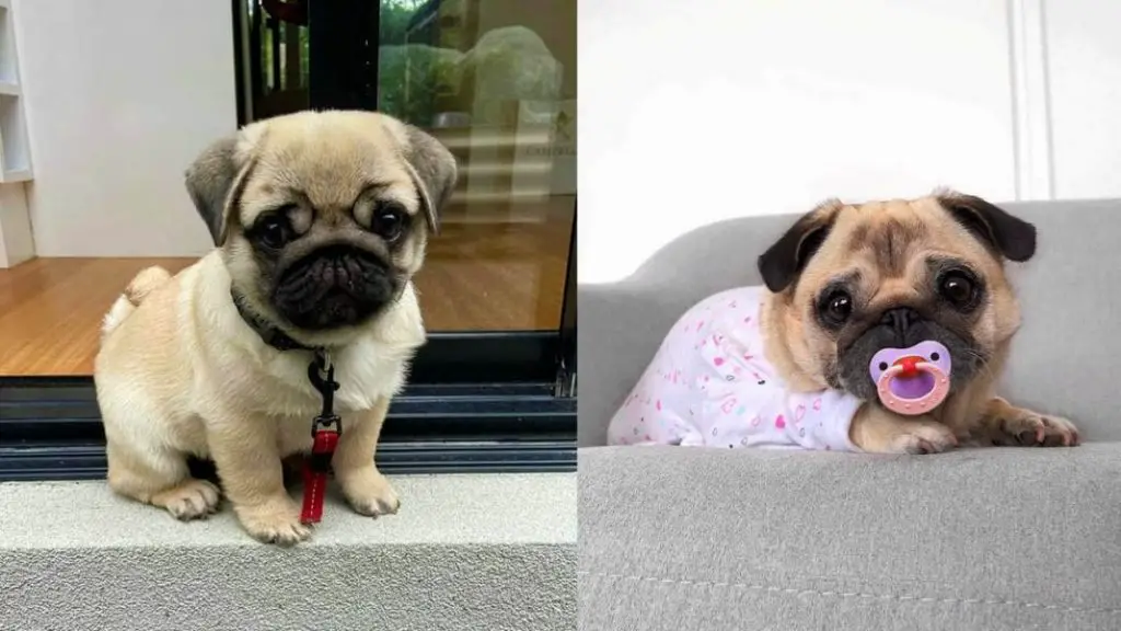about-pug-dogs