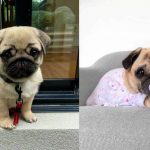 about-pug-dogs