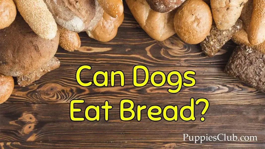 can dogs eat nut bread