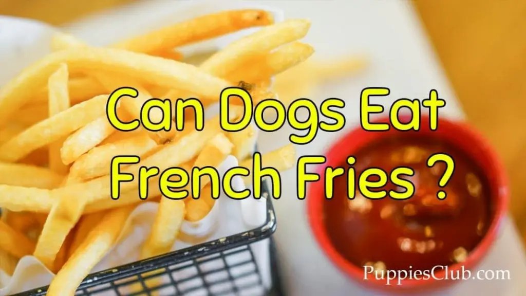 can my dog eat french fries