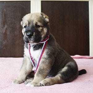 caucasian shepherd teddy bear dog