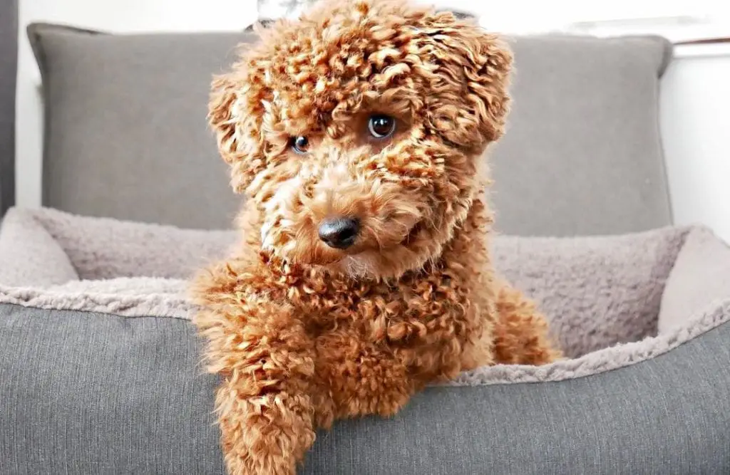 Cavapoo | Is This Cavadoodle Right For You? 1