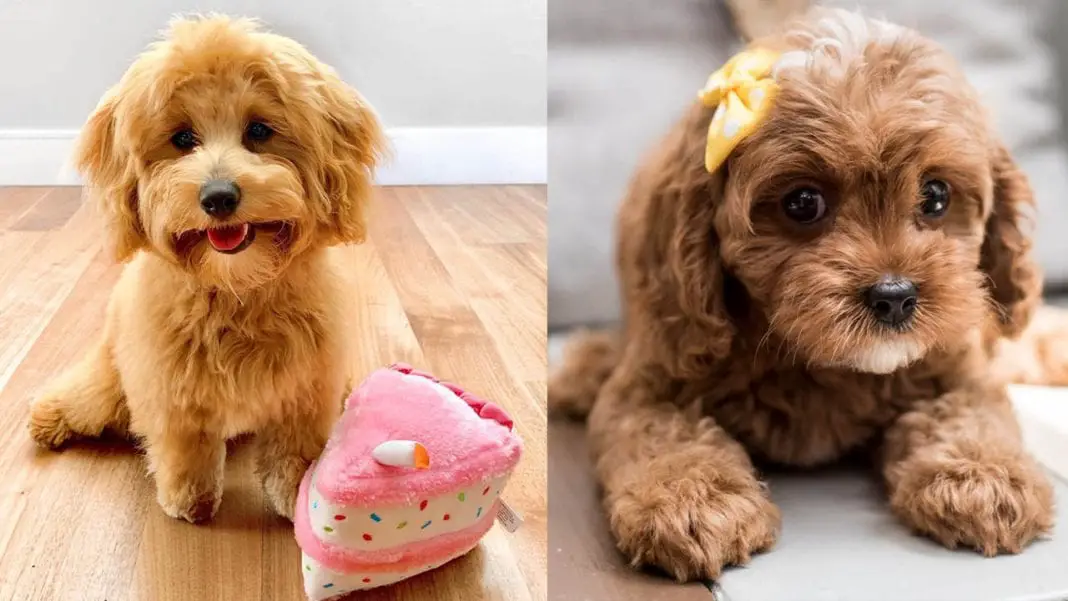 cavapoo-dogs-facts
