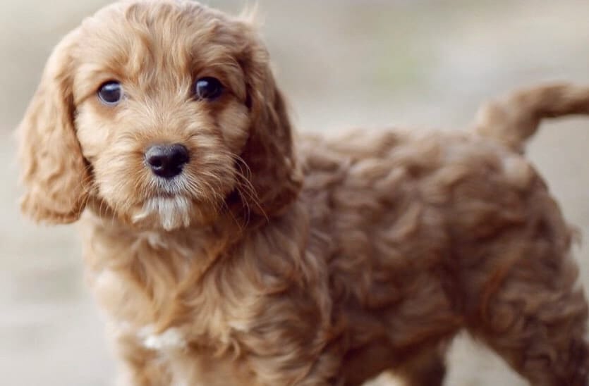 Cavapoo | Is This Cavadoodle Right For You? 2