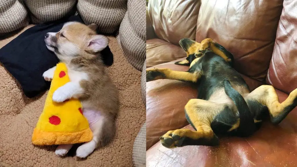 funny-puppy-sleeping-positions