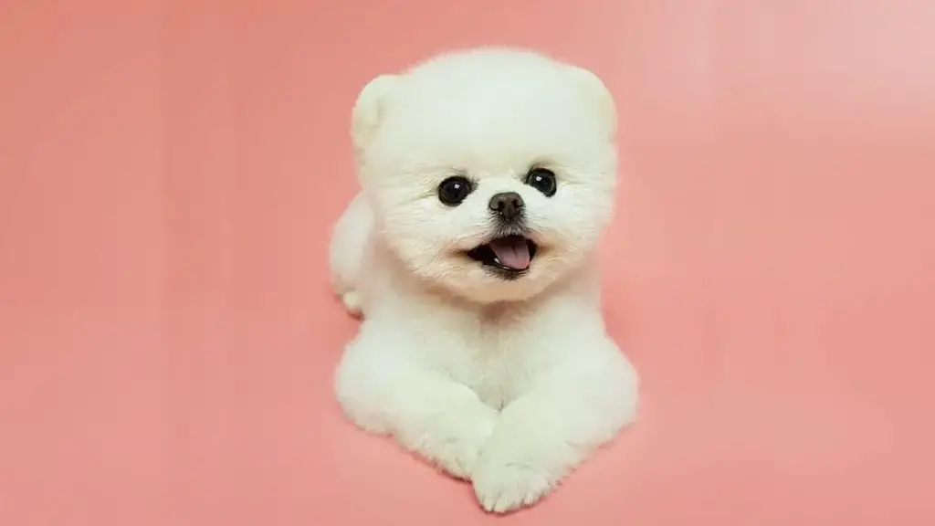 what is a teddy bear puppies