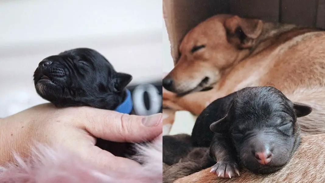 when-do-puppies-open-their-eyes