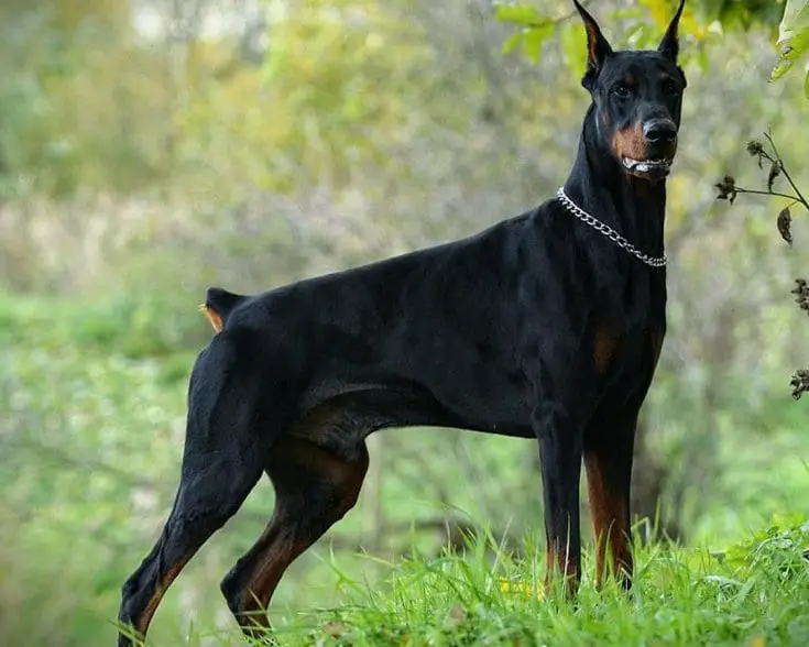 Doberman-Pinscher- smartest-dog-breed