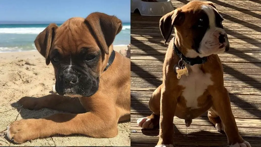 boxer-dogs-facts