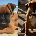 boxer-dogs-facts