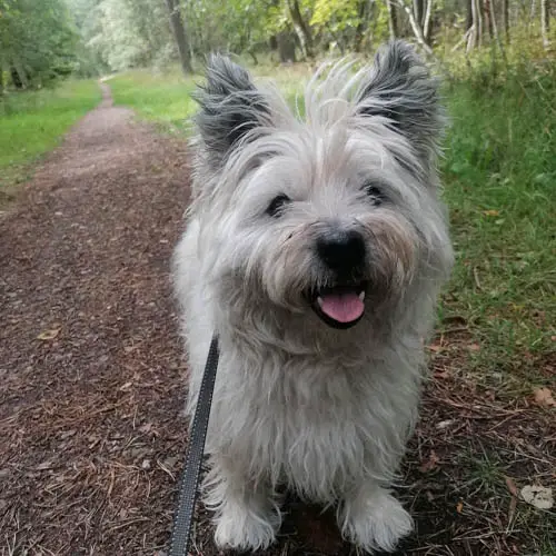 cairn-terrier-dogs-2