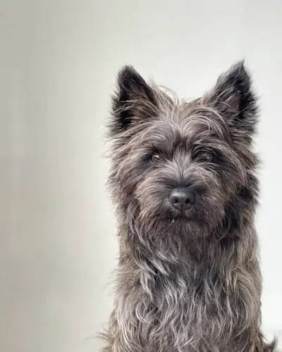 cairn-terrier-dogs-3