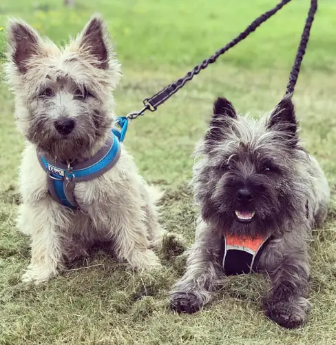 cairn-terrier-dogs-4