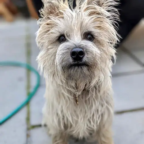 cairn-terrier-dogs-6