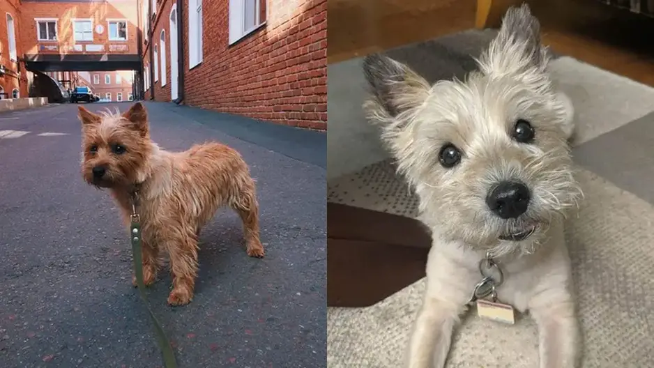 how long do cairn terrier mix live