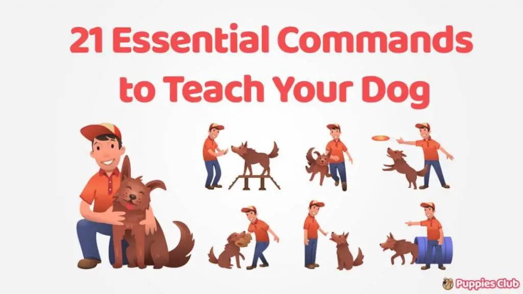 21 Easy Essential Commands to Teach Your Dog Puppies Club