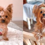 facts-yorkshire-terriers