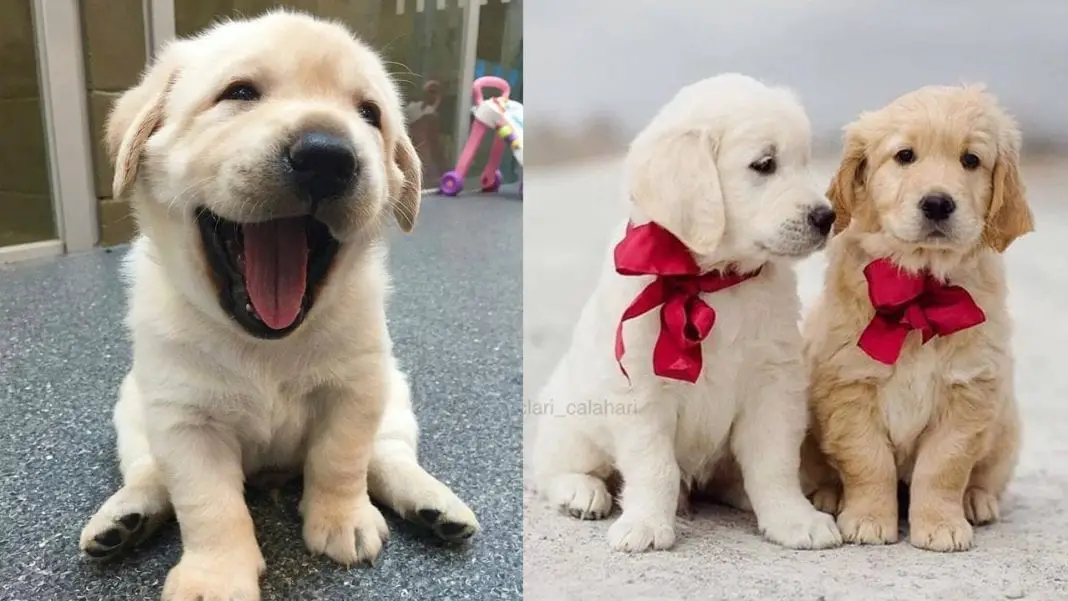 Should You Get a Golden Retriever Puppy? 12 Things to Know ...