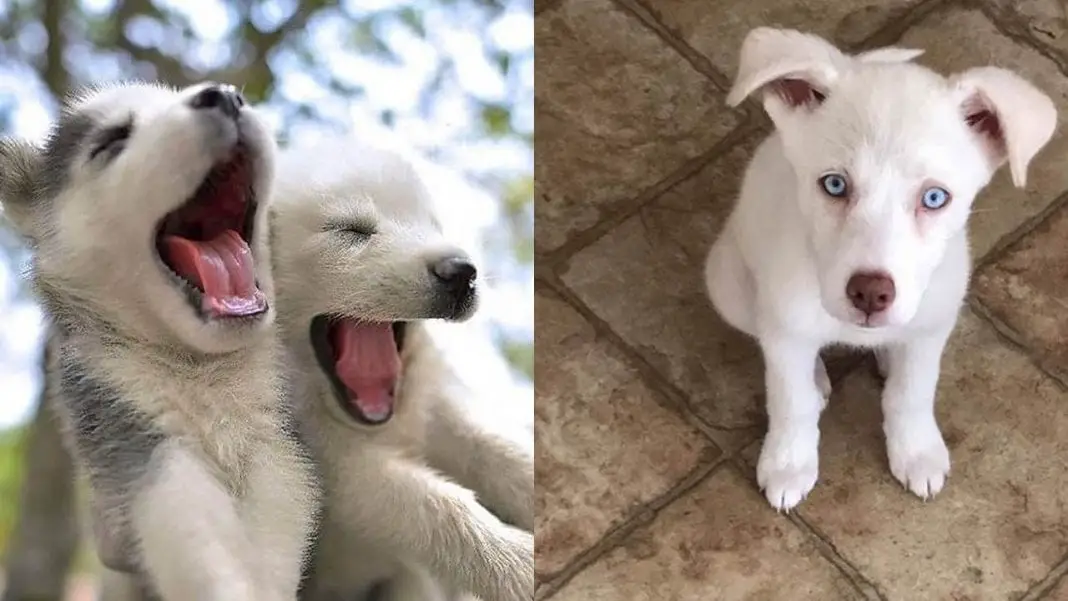 Husky Lab Mix Temperament and Puppy Stages - Lab Husky Mix Facts