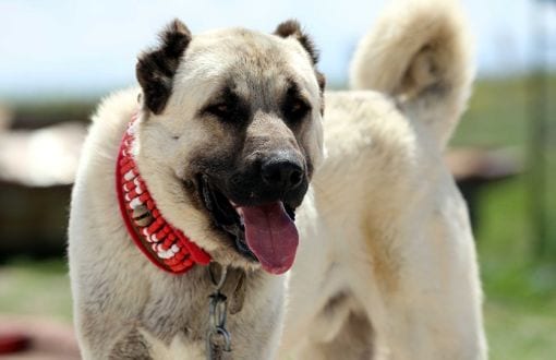 kangal-dog-breed-strong-dogs