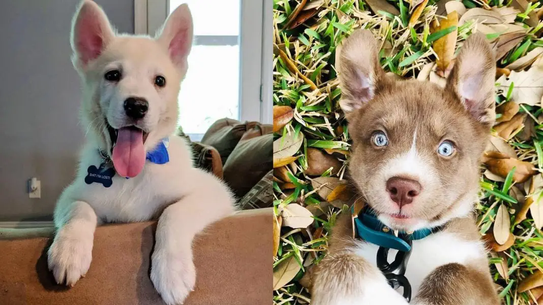 Husky Lab Mix Temperament and Puppy Stages