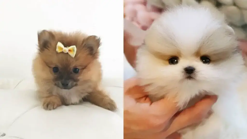 how do i choose a pomeranian puppy