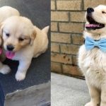 raise-golden-retriever-puppy