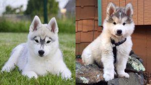 siberian-husky-dogs