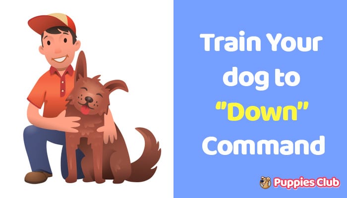 train dog to down command