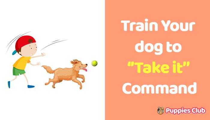 train dog to take it command