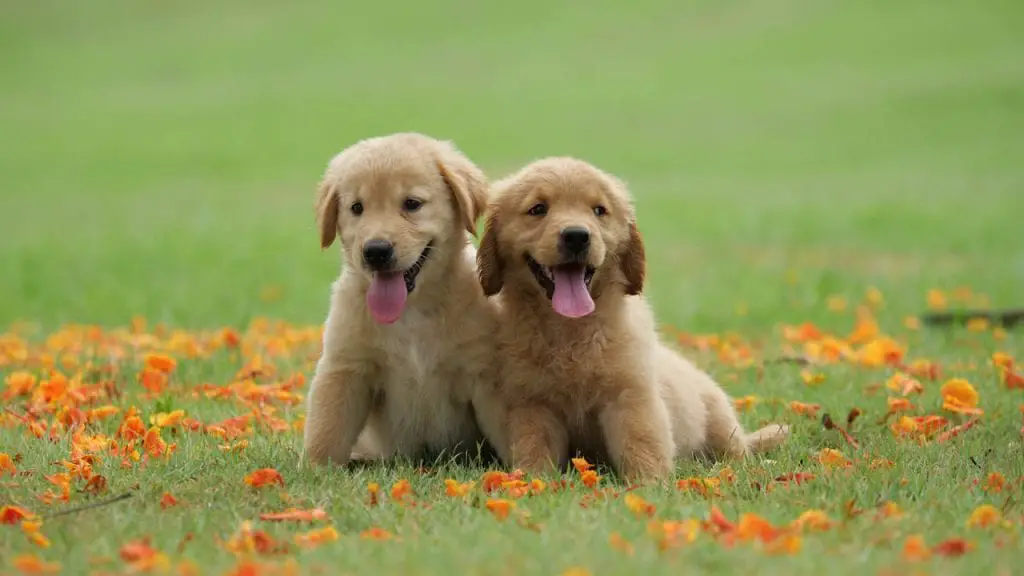 two golden retriever puppies