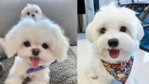 maltese-dog-owners-understand