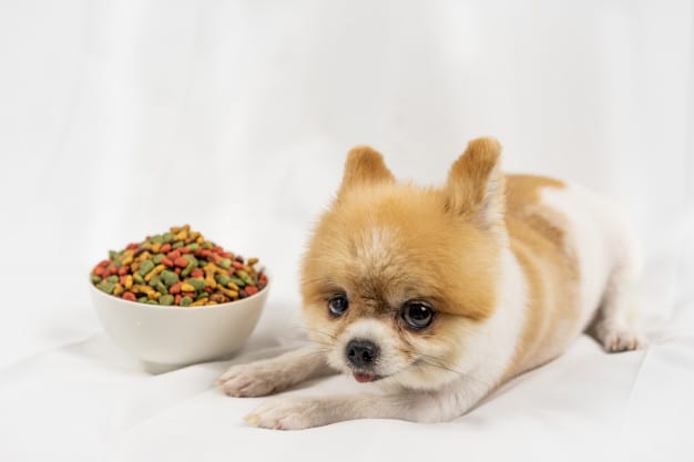 food-allergies-in-dogs
