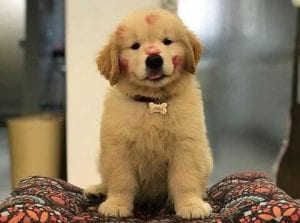 golden-retriever-puppy