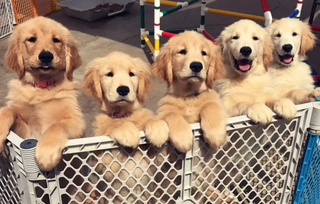 golden retriever dogs
