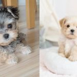 puppy-training-myths